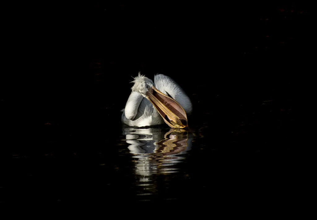 Nominace v kategorii Czech Photo Junior Award. Pelikán - Snídaně na vodě…
