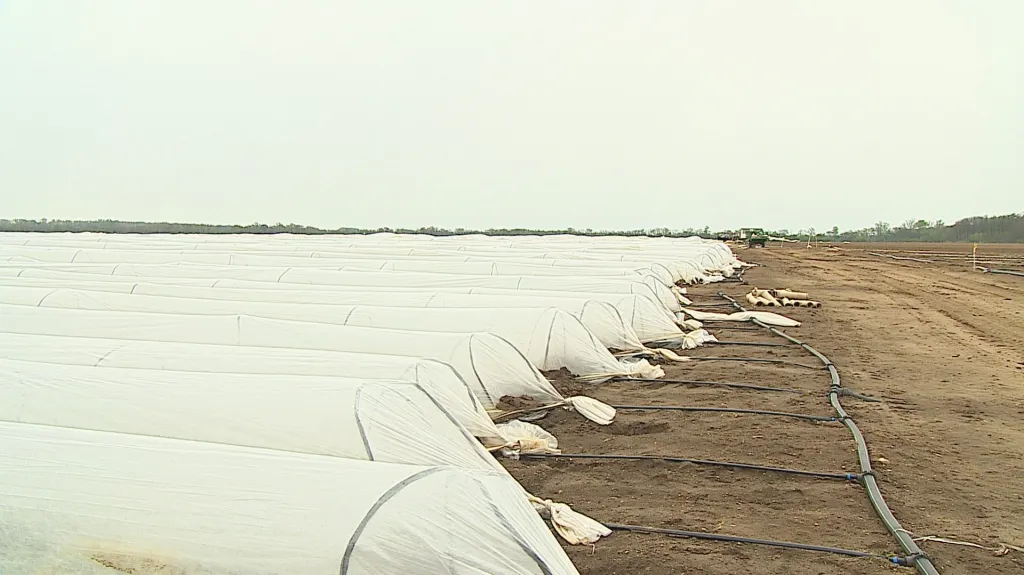 Zakryté pole se zeleninou