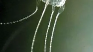 Medúza irukandji