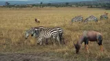 Zvířata v Masai Mara