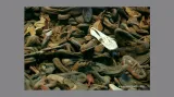 Koncentrační tábor Osvětim - předměty po zemřelých