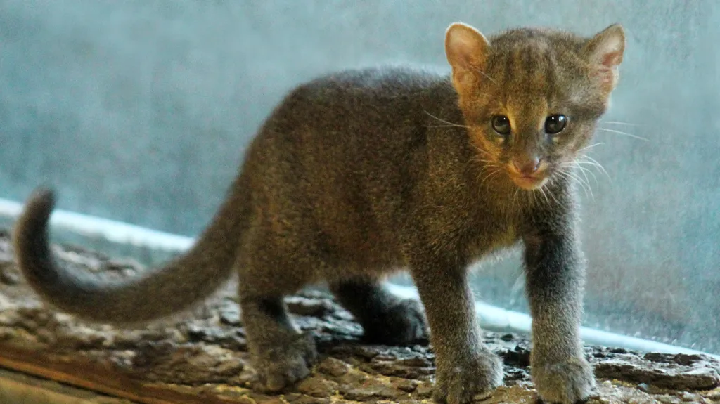 Mláďata jaguarundi se v zoo narodila už před třemi lety