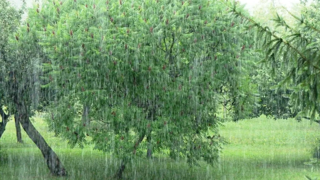 Déšť v Česku