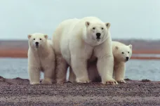 Lední medvědi v Arktidě jsou ohroženi táním ledovců. Přesouvají se z moře na pevninu