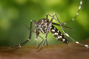 Virus chikunguya se šíří do Evropy, kvůli oteplování asi pronikne i do Česka