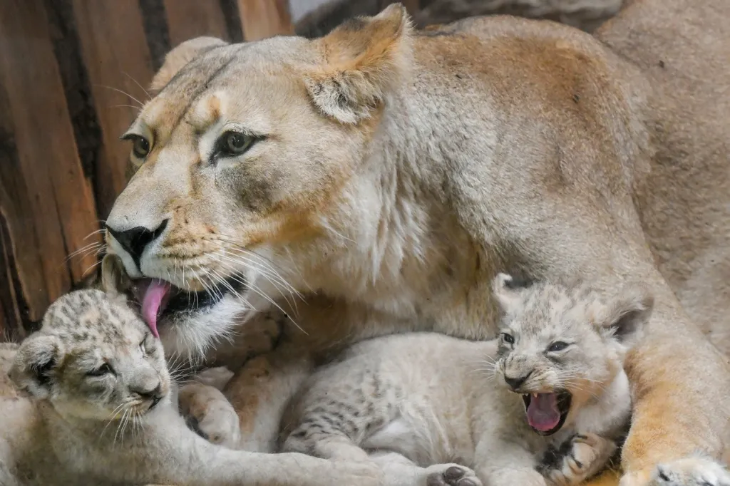 Čtyřčata na svět přivedla desetiletá Tamika. V plzeňské zoo má lvíčata již popáté