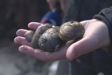 Začalo období vypouštění přehrad. Náhlý pokles hladiny ale může ohrozit vodní živočichy