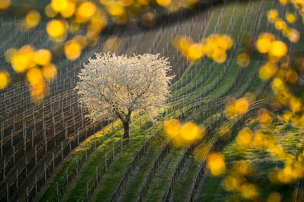 Květen 2019. Osvícený