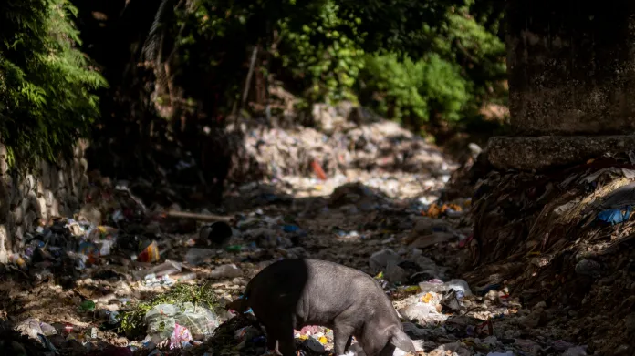Prase se krmí odpadky ve vyschlém korytě haitské řeky