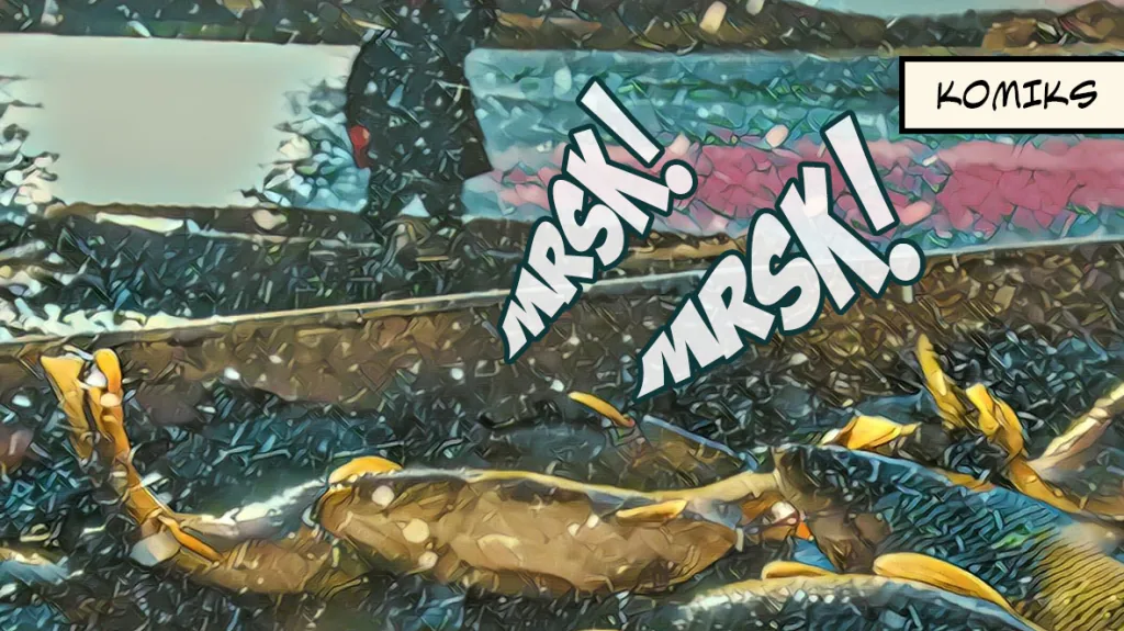 Emoce kaprů se mohou projevit na kvalitě masa