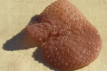 Brněnští vědci hledají cestu k udržitelnému svícení. Může jí být mořský žahavec