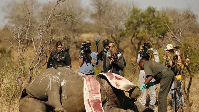 Mrtvola pytláky zabitého nosorožce v jihoafrickém Krugerově parku