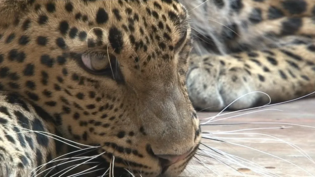 Brněnská zoo má v chovu levhartů letitou tradici