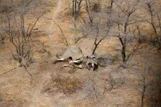 Organizace Sloni bez hranic upozorňuje na masivní zabíjení: Botswana však pytlačení ve velkém popírá