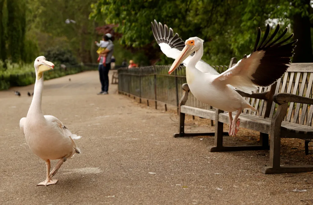 V Londýně naštívila park svatého Jakuba skupinka pelikánů