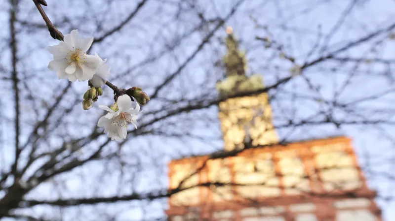 Okrasné třešně sakury rozkvetly v Polné na Jihlavsku - snímek z 26. prosince 2015.