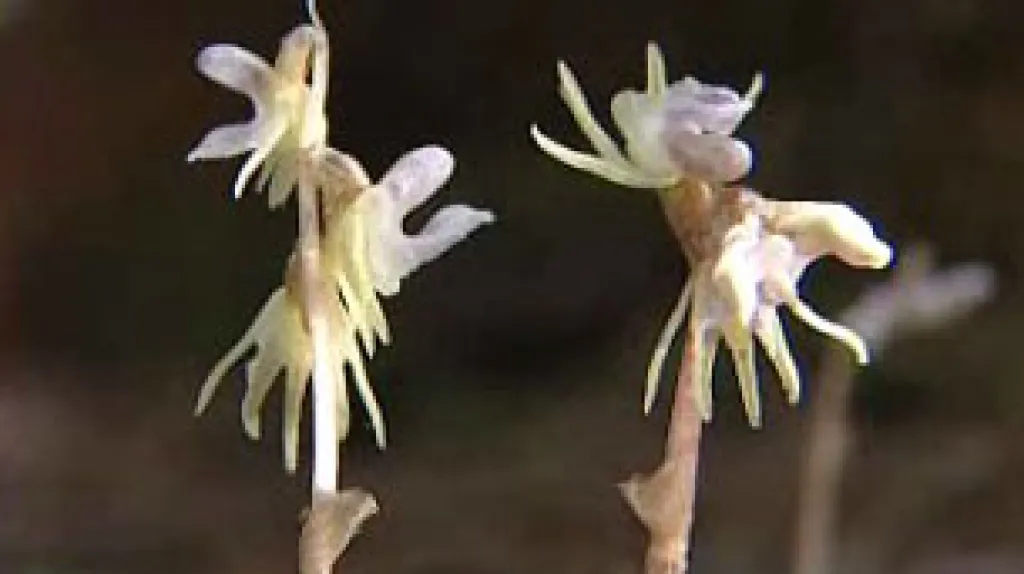 Sklenobýl bezlistý