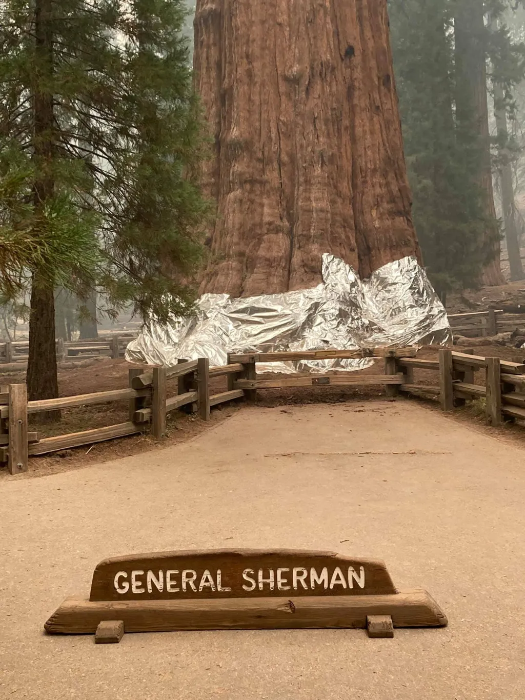 Hasiči zasahovali v americkém Národním parku Sequoia. V ohrožení jsou stromy staré přes dva tisíce let. Mezi nimi se nachází i největší sekvojovec obrovský na světě, nazvaný Strom generála Shermana. Vzácné stromy hasiči obalili do speciální fólie
