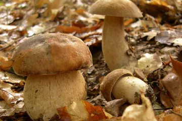 Klimatická změna narušuje klíčovou spolupráci stromů a hub