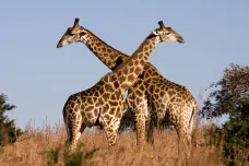 Vědci popsali, že existují čtyři druhy žiraf. Ty to věděly vždy