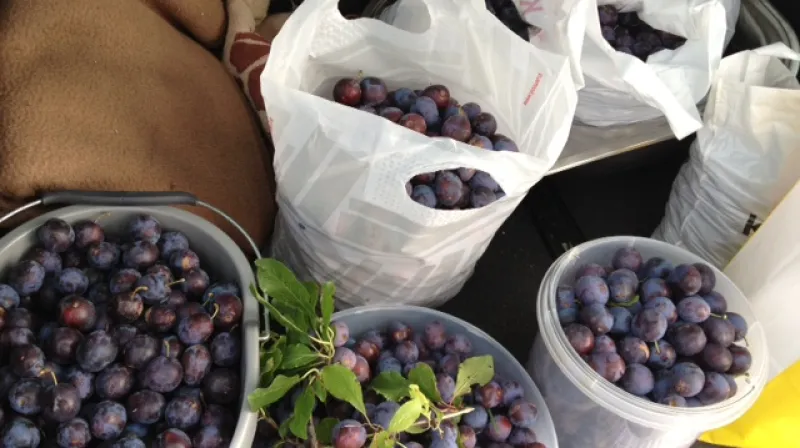 3. září jsme otrhali švestky z šesti stromů u cesty za Novým Strašecím