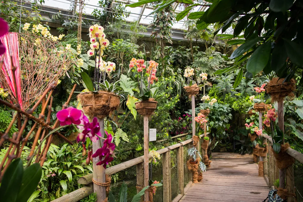 Výstava orchidejí v pražské botanické zahradě