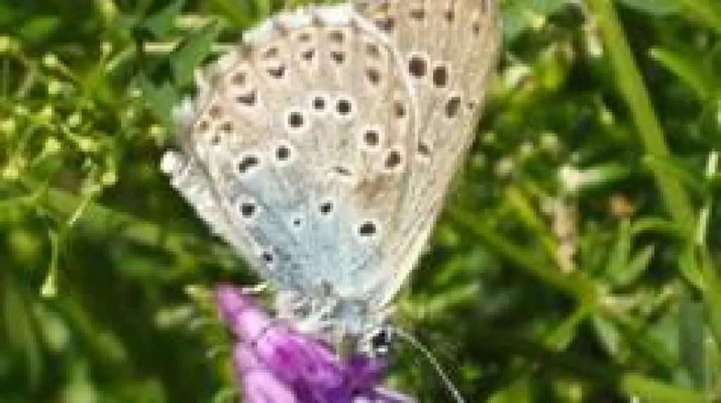 Modrásek černoskvrnný