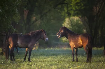 V rezervaci u Jaroměře se daří vzácným ptákům. Přežít jim nově pomáhají i divocí koně