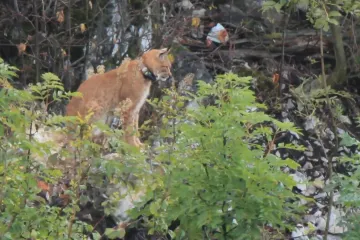 Hledá se rys Kryštof. Šelma zmizela z Moravského krasu, mohla se stát kořistí pytláků
