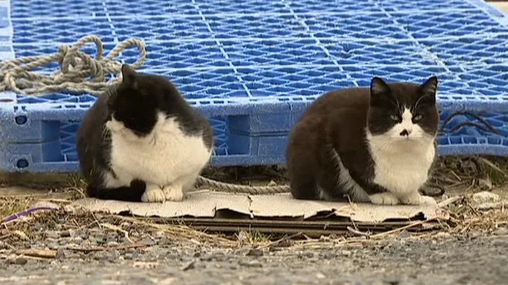 Kočičí ostrov