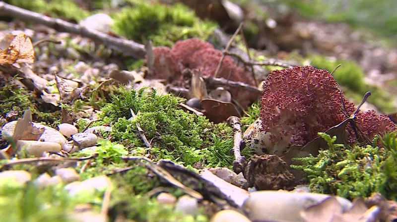 Kuřátka květáková