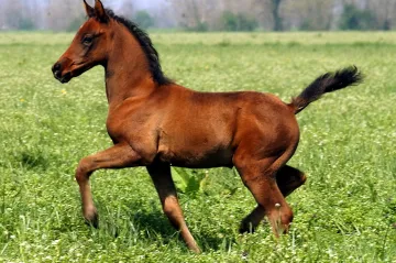 Čína začala klonovat závodní koně. Přidává se k sílícímu byznysu, klonů šampionů jsou stovky