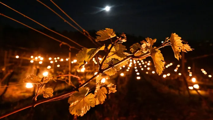 Pracovníci Vinařství Kolby zapalovali parafinové svíce mezi řádky vinohradu