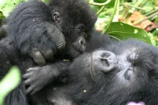Gorily v přírodě nečekaně často adoptují osiřelá mláďata