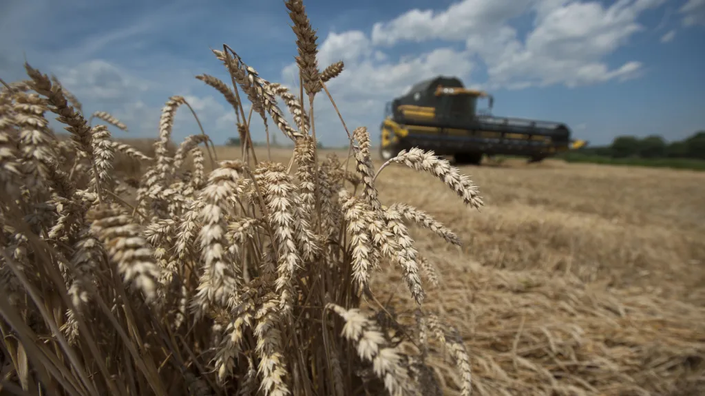 Výnosy obilí budou kvůli suchu letos skoro tak špatné jako v roce 2012