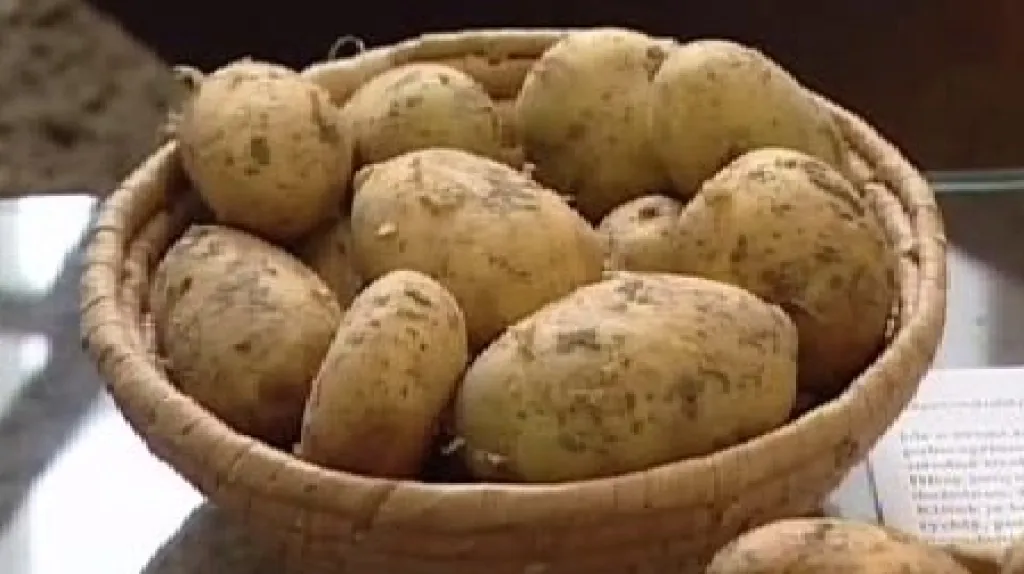 Brambory