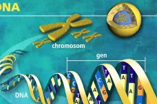 Vědci našli v DNA místa důležitá pro léčbu rakoviny. Na výzkumu se podíleli i Češi