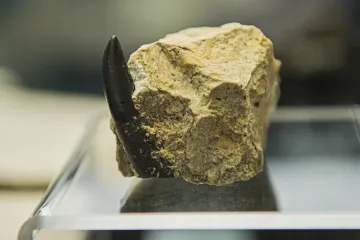 Brněnské muzeum vystavuje zub dravého dinosaura a další vzácné nálezy