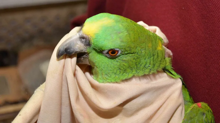 Zabavený papoušek