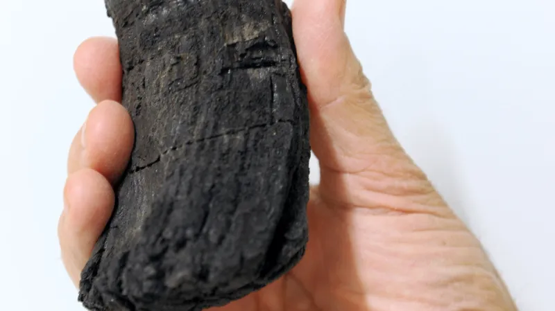 Zub nově objeveného ichtyosaura