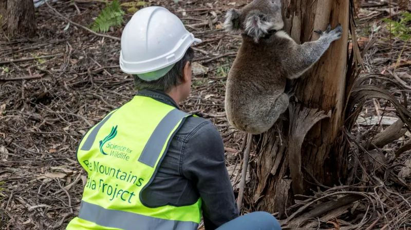 Návrat koalů zpátky do volné přírody