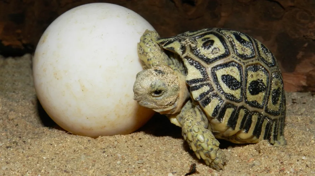 Mládě želvy pardálí