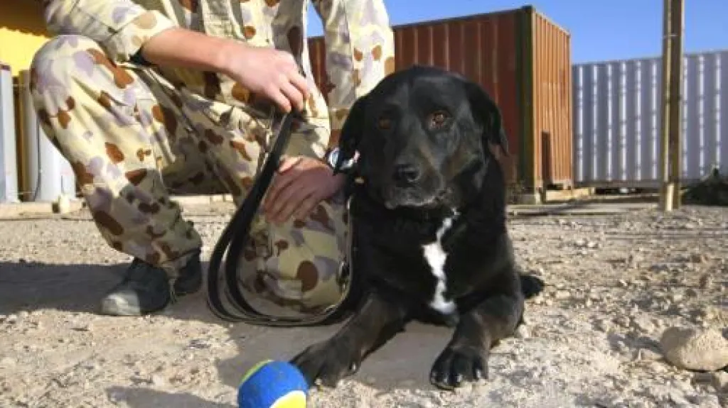 Nalezená labradorka Sabi