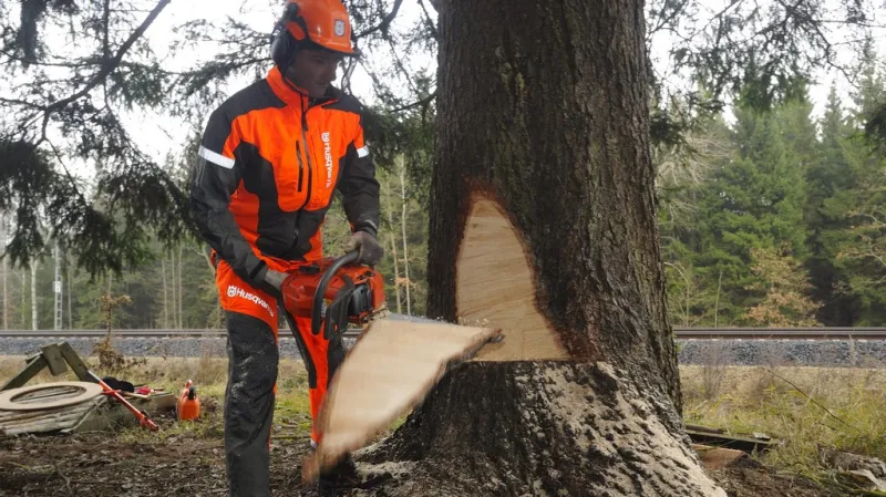 Kácení vánočního stromu
