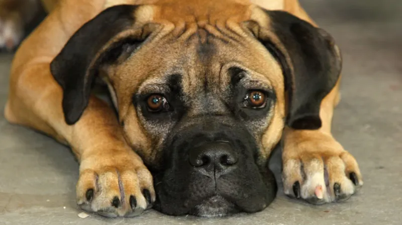 Z mezinárodní výstavy psů v Brně