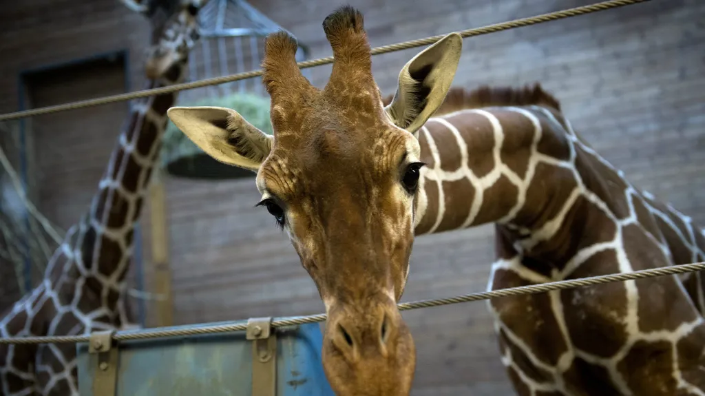 Žirafí samec Marius