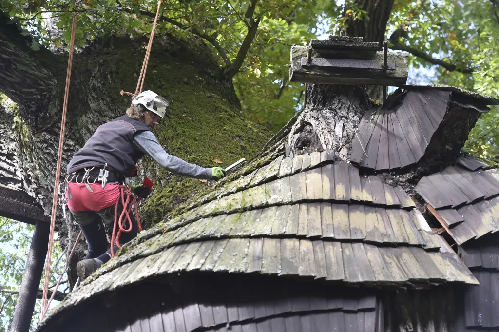 V Náměšti nad Oslavou odborníci opět ošetřili Žižkův dub starý přes devět set let