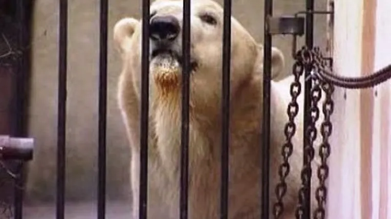 Medvěd Umca se stěhuje z Brna do Bratislavy