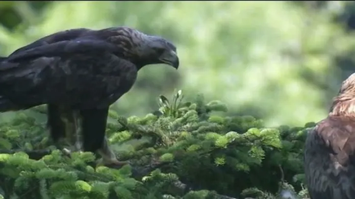 V Oderských vrších se narodilo druhé mládě orla skalního