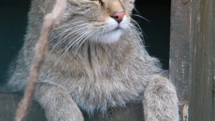 Kočka divoká v ZOO Ohrada